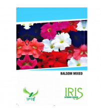 Iris F1 Balsam Mix 15 Seeds